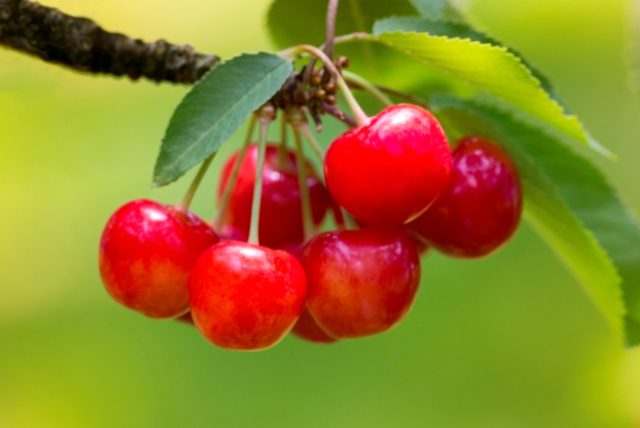 さくらんぼ東根駅